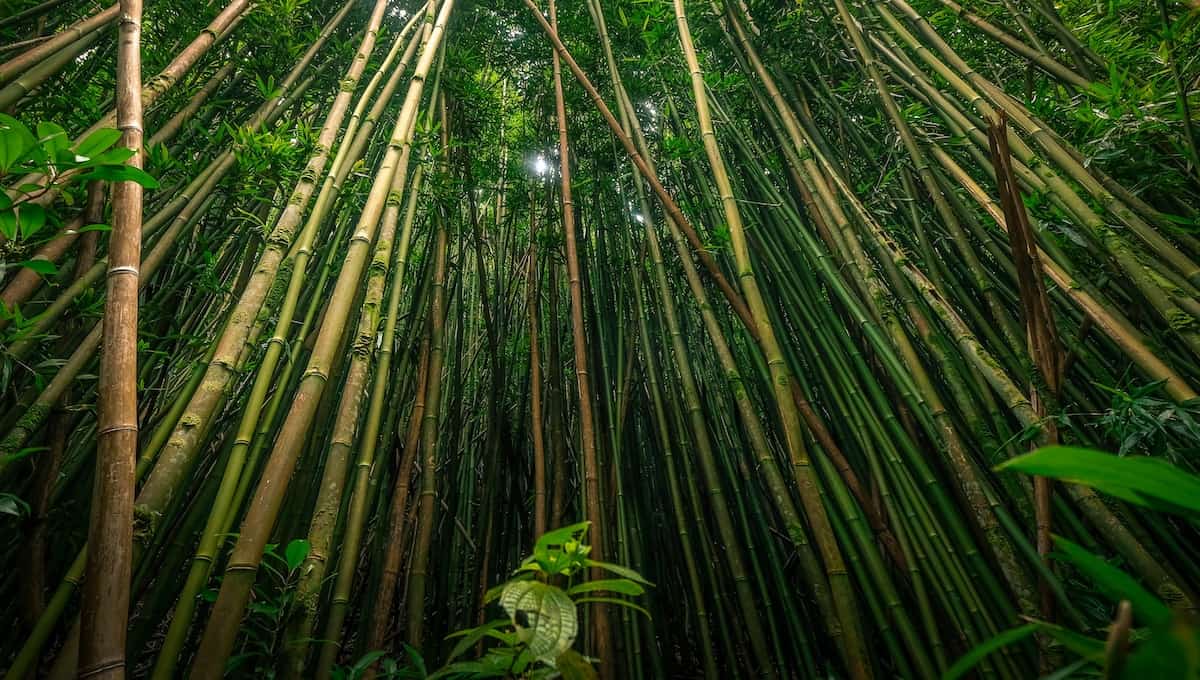 Sustainability and bamboo