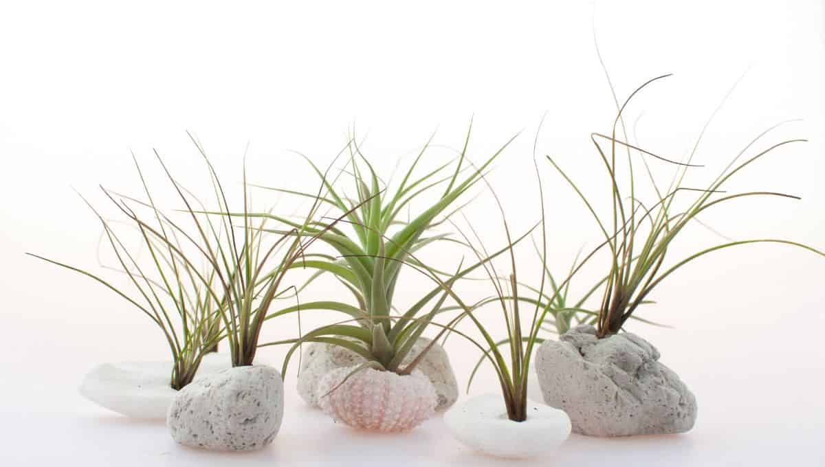 Air plants entirelyeco