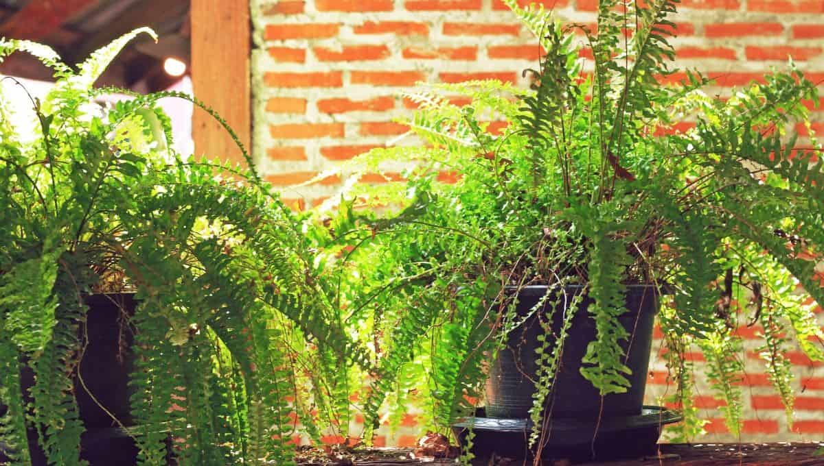 fern houseplants entirelyeco