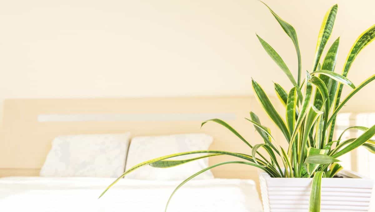 Snake plants benefits - EntirelyEco