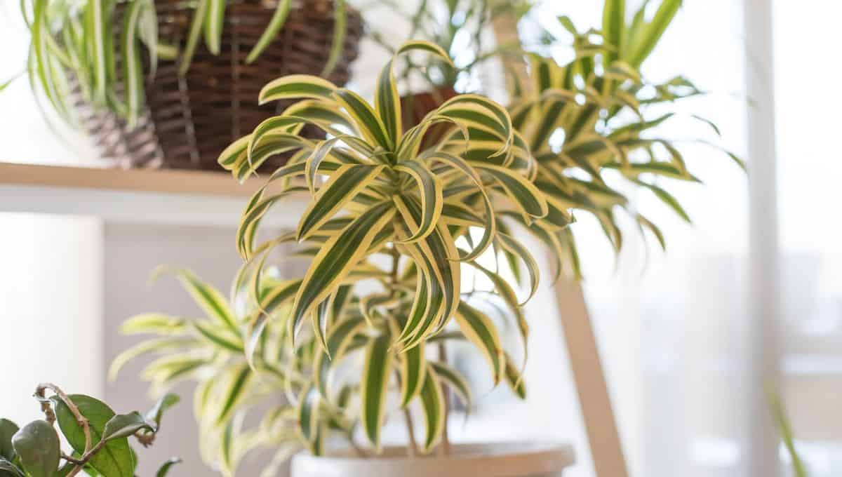 spider plants decor - entirelyeco