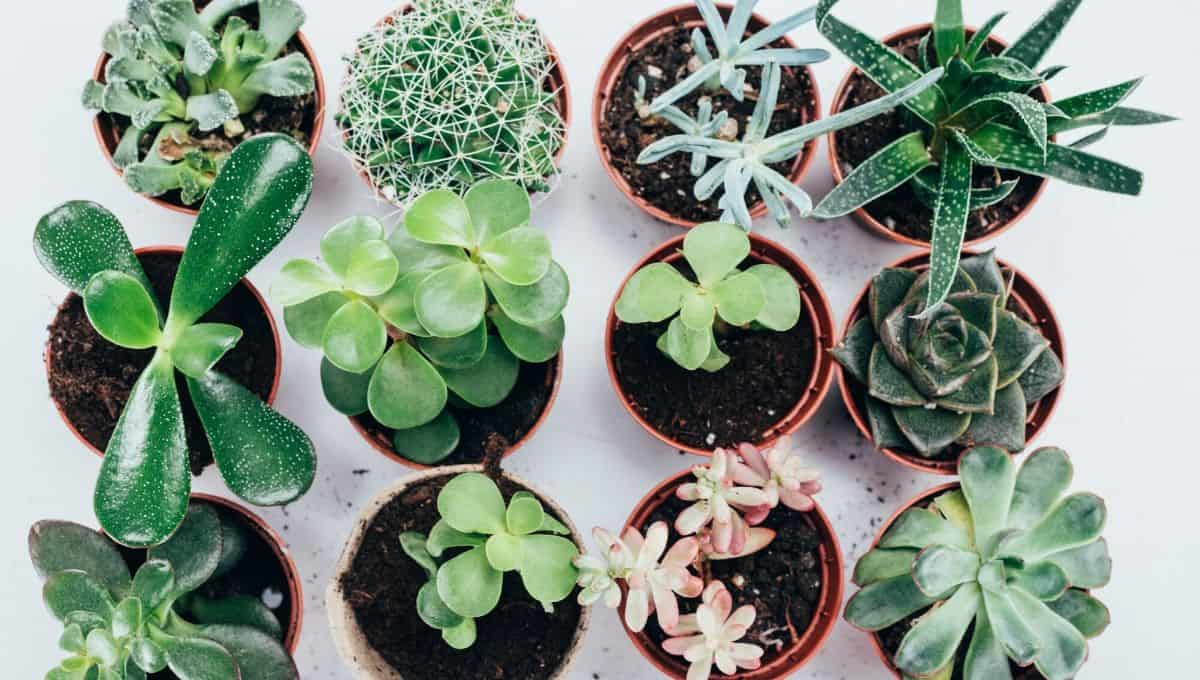 Home decor Succulent Plants