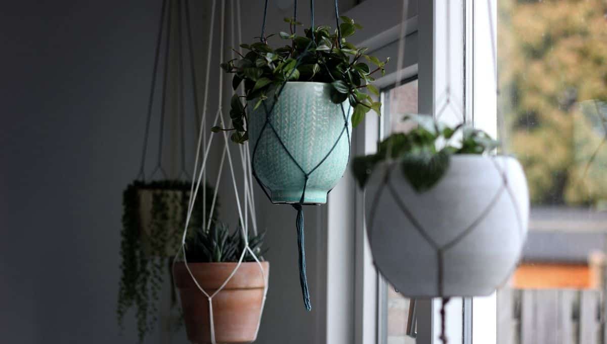 Decorating with hanging plants - EntirelyEco