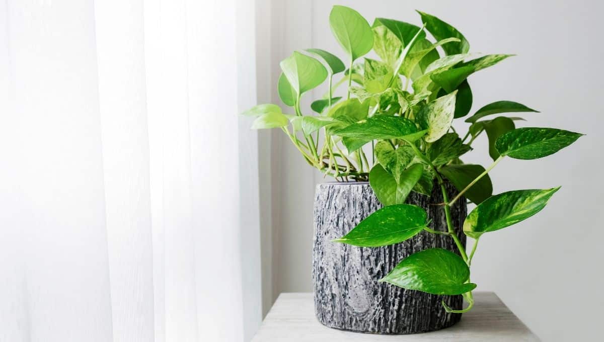 marble pothos houseplants - EntirelyEco