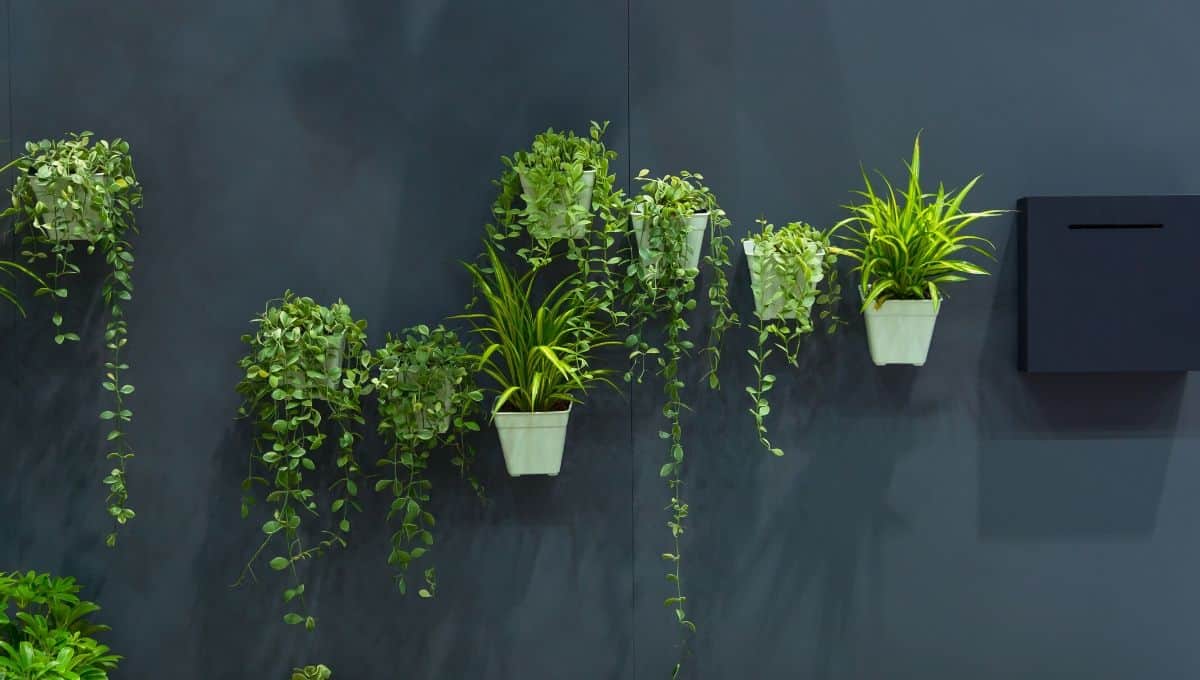 Decorating using wall plants - EntirelyEco